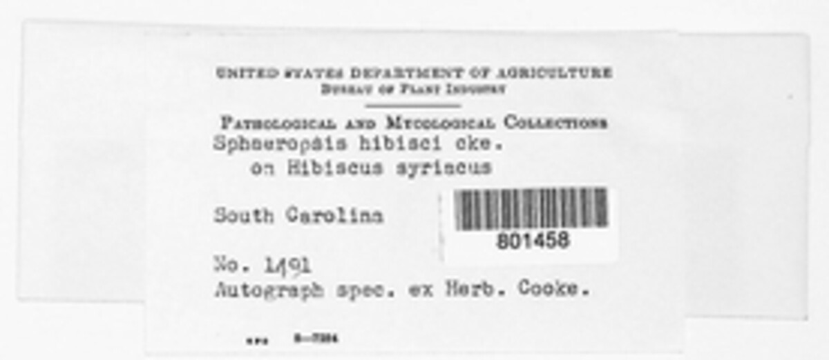 Aplosporella hibisci image